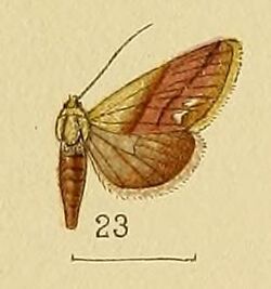 Pl.152-23-Eublemma acarodes Swinhoe, 1907.JPG