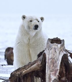 Polar Bear ANWR 10.jpg