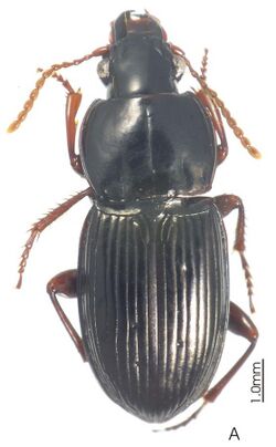 Prosopogmus lescheni ZooKeys-147-337-g010 A.jpg