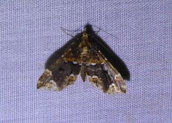 Psaliodes spp. cropped.jpg