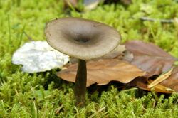 Pseudoclitocybe.cyathiformis.-.lindsey.jpg