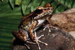 Pulchrana grandocula, female, Gingoog, Philippines.jpg