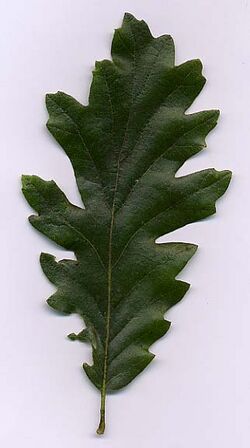 Quercus cerris1.jpg