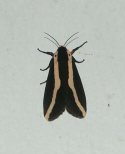 Rajendra biguttata sp moth.jpg