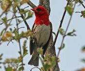 Red-headed Weaver male RWD.jpg