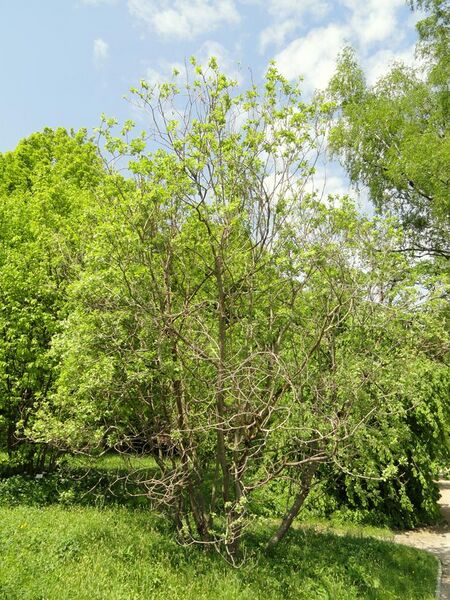 File:Salix aegyptiaca - Botanischer Garten München-Nymphenburg - DSC07716.JPG