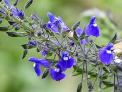 Salvia azul (Salvia amethystina) - Flickr - Alejandro Bayer.jpg