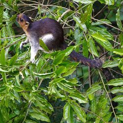 Sandakan Sabah Giant-Squirrel-in-RDC-02 2.jpg