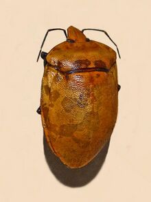 Scutellaridae - Tectocoris lineolata.JPG