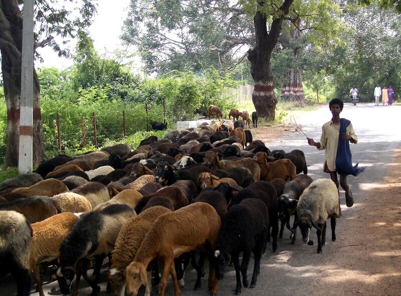 File:Sheep and herder India.jpg