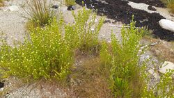 Symphyotrichum ciliatum 49749568.jpg