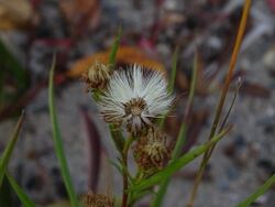 Symphyotrichum robynsianum seedhead.jpg