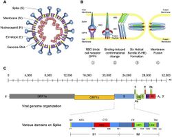 MERS-CoV: structure, attachment, viral entry, and genomic composition