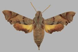 Temnora pylas, female, upperside. South Africa, Grahamstown.jpg