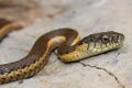 Thamnophis hammondii 02.jpg