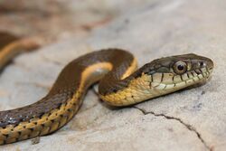 Thamnophis hammondii 02.jpg