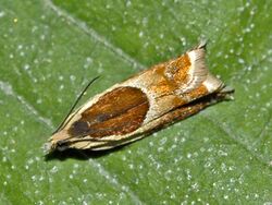 Tortricidae - Ancylis badiana.JPG