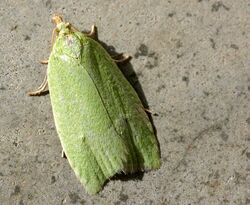 Tortrix viridana01.jpg