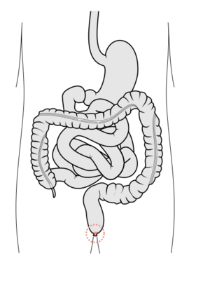 Tractus intestinalis anus.svg
