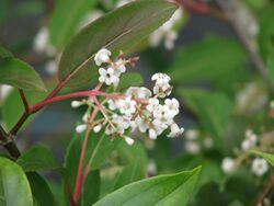 Viburnum erubescens (19287474918).jpg