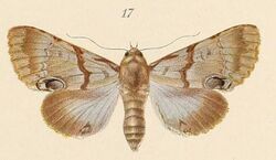 Voeltzkow-pl.6-fig.17-Amblyprora alboporphyrea (Pagenstecher 1907).JPG