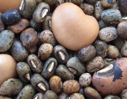Wild and cultivated cowpea (7856427546).jpg