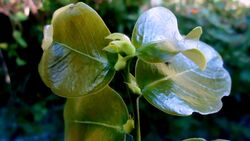 Zollernia latifolia Benth..jpg