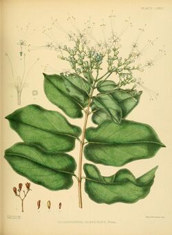 A hand-book to the flora of Ceylon (Plate LXXIII) (6430657705).jpg