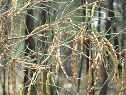 Acacia havilandiorum PB190409.jpg
