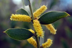 Acacia pubifolia.png