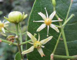 Acronychia pedunculata Flower 1.jpg