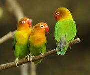Three green parrots with yellow neck and crown, orange face, and red beak