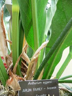 Anthurium eggersii.jpg