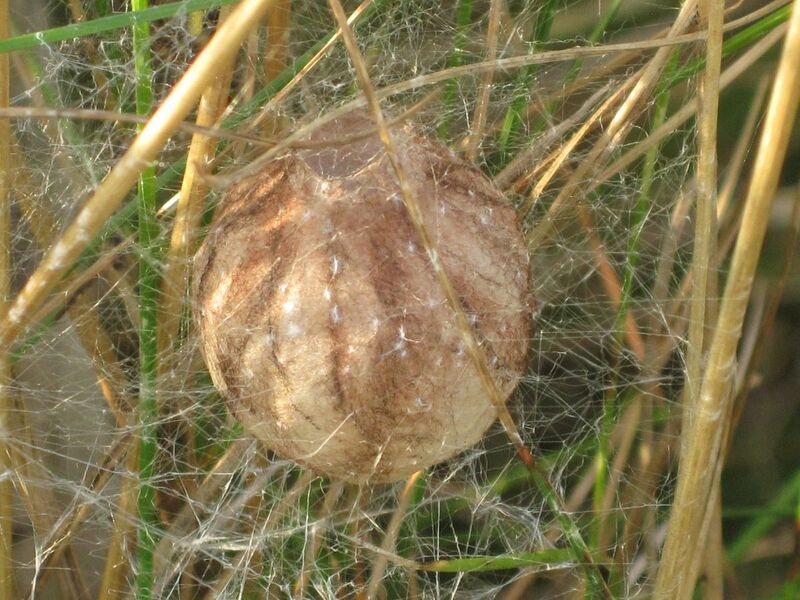 File:Argiope bruennichi (wasp spider) cocoon - eggsack, Arnhem, the Netherlands.jpg
