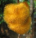 Artocarpus hirsutus fruit.jpg