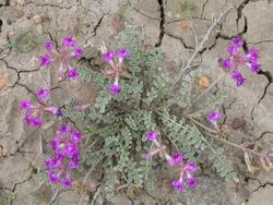 Astragalus missouriensis.jpg