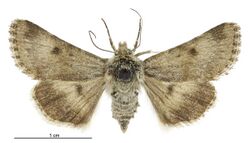 Australothis volatilis female.jpg