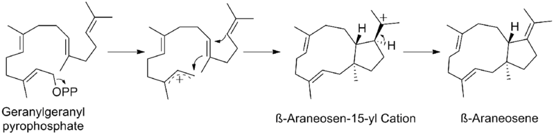 File:Beta-Araneosene-Biosynthesis.png