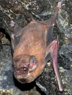 Black-bearded tomb bat (Taphozous melanopogon), male with prominent black beard 2.jpg