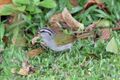 Black-striped Sparrow (Arremonops conirostris) (5772332392).jpg