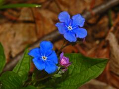 Boraginaceae - Omphalodes verna-4.JPG