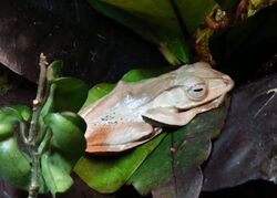 Borneo Eared Frog (Polypedates otilophus), CMN.jpg