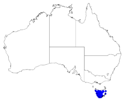 Boronia citriodora DistMap22.png