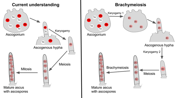 A comparison of the current understanding of sexual reproduction in ascomycete fungi to the brachymeiosis hypothesis.