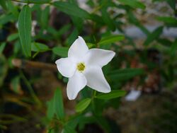 Cameraria latifolia.jpg