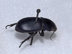 Carabidae - Zabrus incrassatus.JPG