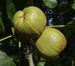 Carya laciniosa fruit.jpg