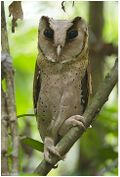 Ceylon Bay Owl Abhilash Arjunan.jpg