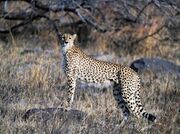 Spotted cheetah standing at a rock