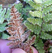 Two fern fronds with beadlike segments; the one on the left is held to reveal its scaly underside